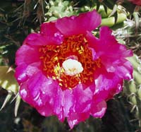 CactusFlower62705